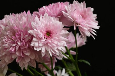 Siyah arkaplanda pembe kasımpatılar