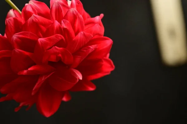 赤い美しい花を間近で見ることができ黒い背景 — ストック写真