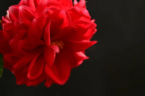 Красный Красивый Цветок Крупный План Черный Фон — стоковое фото