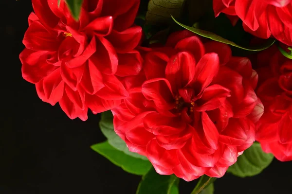 Stock image red beautiful flowers, close up view, summer concept