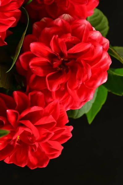 stock image red beautiful flowers, close up view, summer concept