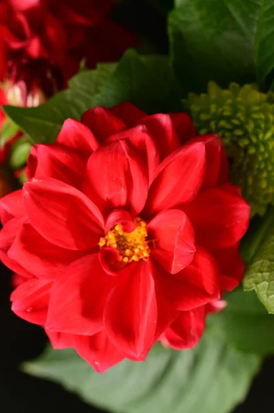 Vermelho Belas Flores Vista Perto Conceito Verão — Fotografia de Stock