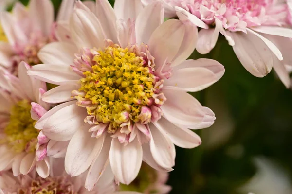 stock image beautiful pink and white flowers growing in the garden