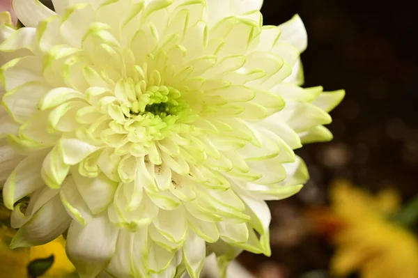Gros Plan Belle Fleur Chrysanthème — Photo