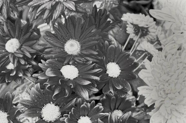 Preto Branco Monocromático Floral Tiro Flores Bonitas Vista Perto — Fotografia de Stock