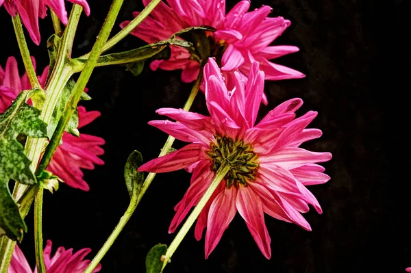 Flores Increíbles Color Rosa Sobre Fondo Negro —  Fotos de Stock