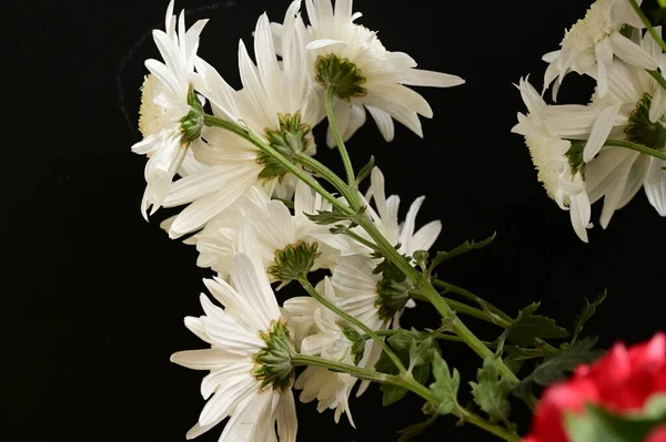 Piękne Jesienne Kwiaty Bliska — Zdjęcie stockowe
