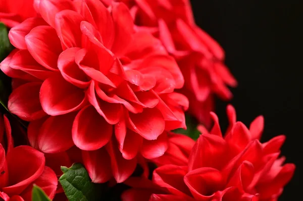 Rojo Hermosas Flores Vista Cerca Concepto Verano — Foto de Stock