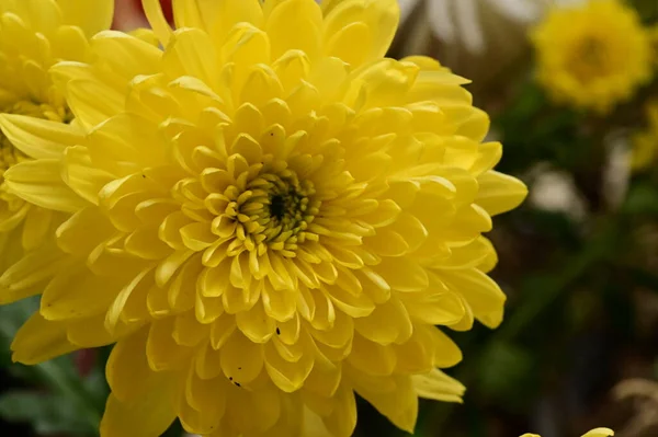 Yellow Chrysanthemums Close View Summer Concept — Stock Photo, Image