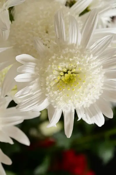 Crisantemos Blancos Vista Cerca Concepto Verano — Foto de Stock