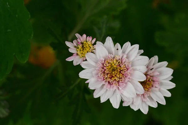 Schöne Rosa Und Weiße Blumen Die Garten Wachsen — Stockfoto