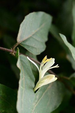 Bahçede büyüyen beyaz çiçekler