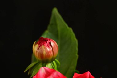 kırmızı güzel çiçekler, yakın manzara, yaz konsepti