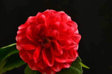 harika kırmızı çiçek siyah arkaplanda izole edilmiş