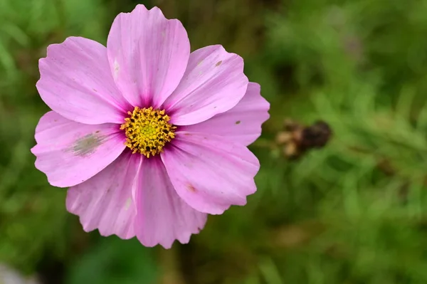 Rosa Blommor Som Växer Trädgården — Stockfoto
