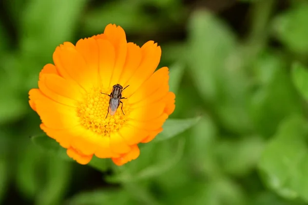 Nahaufnahme Einer Schönen Blume Mit Fliege — Stockfoto