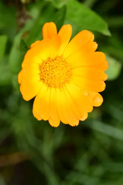 Orange Blommor Som Växer Trädgården — Stockfoto