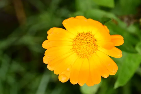 Narancssárga Virágok Nőnek Kertben — Stock Fotó