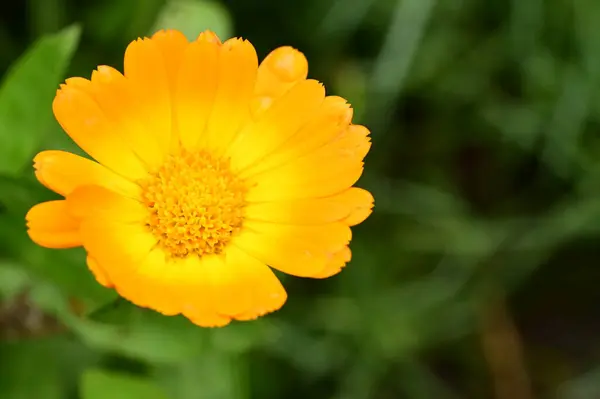 庭で育つオレンジ色の花 — ストック写真
