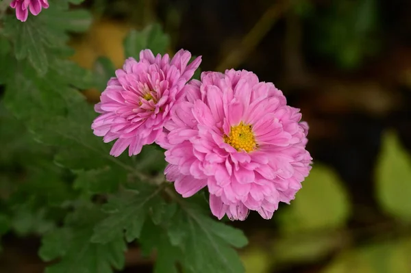 庭の花をピンク — ストック写真