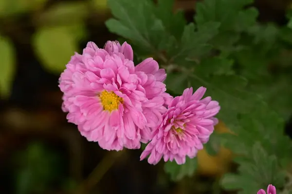 Flores Rosa Crescendo Jardim — Fotografia de Stock