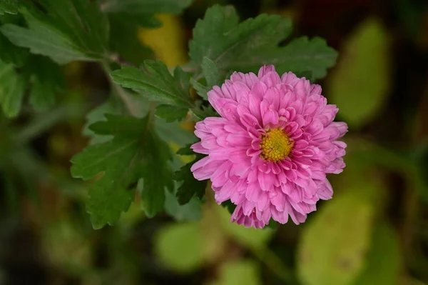 Roze Bloemen Groeien Tuin — Stockfoto
