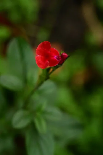 Czerwone Kwiaty Rosnące Ogrodzie — Zdjęcie stockowe