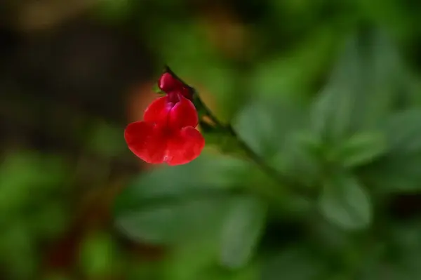 Rode Bloemen Groeien Tuin — Stockfoto
