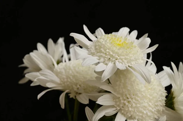 黒い背景に白い菊 — ストック写真