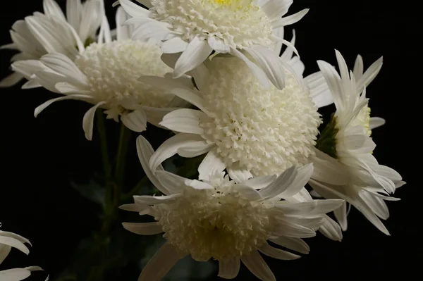 Weiße Chrysanthemen Auf Schwarzem Hintergrund — Stockfoto