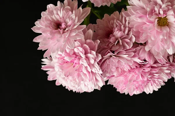 黒の背景にピンクの菊 — ストック写真