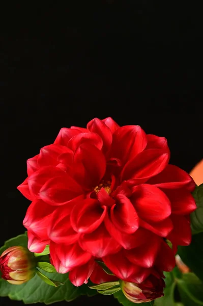 赤い美しい花を間近で見られる夏のコンセプト — ストック写真