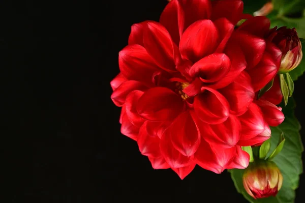 Red Beautiful Flowers Close View Summer Concept — Stock Photo, Image
