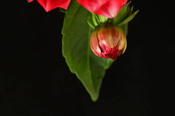Czerwone Piękne Kwiaty Widok Bliska Koncepcja Letnia — Zdjęcie stockowe