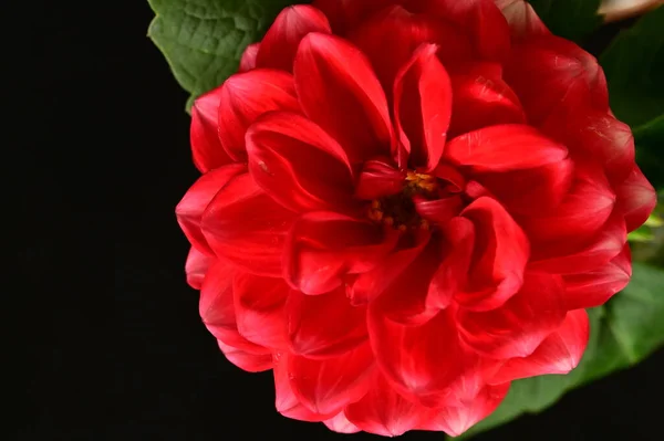 Wonderful Red Flower Isolated Black Background — Stock Photo, Image