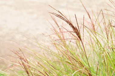 yeşil yapraklar arka plan, doğa bitki örtüsü