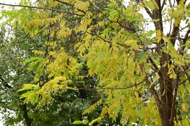 Parktaki ağaçlardaki sarı yapraklar, doğa. 