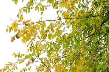 Parktaki ağaçlardaki sarı yapraklar, doğa.