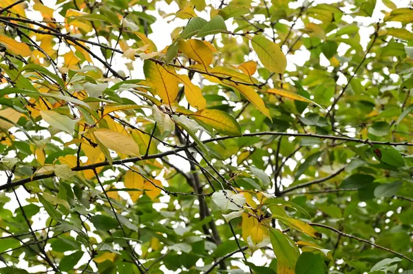 Żółte Liście Drzewach Parku Przyroda — Zdjęcie stockowe