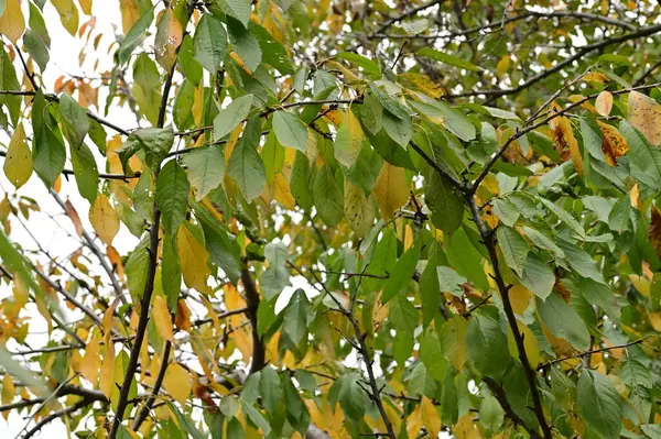 公园里树上的黄叶 大自然 — 图库照片
