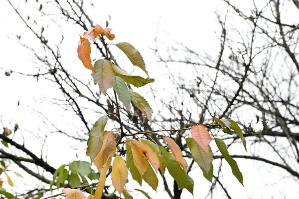 Gula Löv Träd Parken Natur — Stockfoto