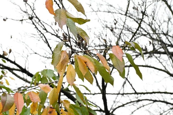 公園内の木々に黄色の葉 — ストック写真