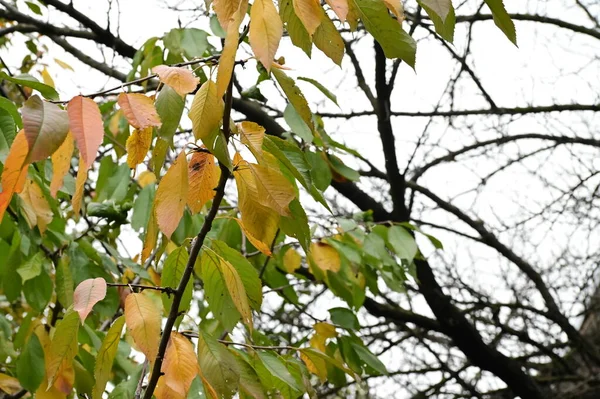 Желтые Листья Деревьях Парке Природа — стоковое фото