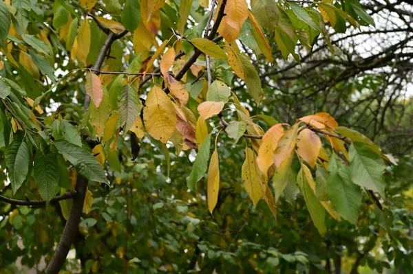 Żółte Liście Drzewach Parku Przyroda — Zdjęcie stockowe