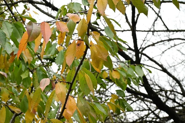 Gelbe Blätter Bäumen Park Natur — Stockfoto