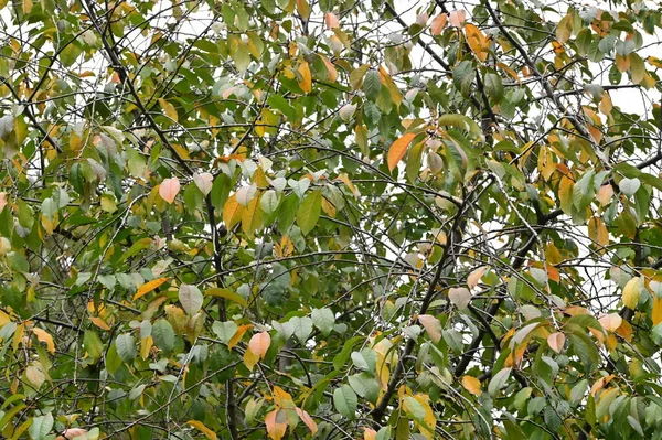 公园里树上的黄叶 大自然 — 图库照片
