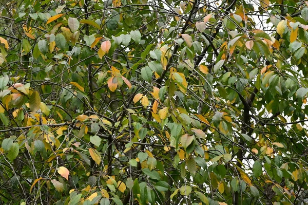 Gelbe Blätter Bäumen Park Natur — Stockfoto