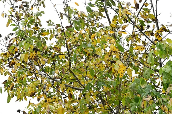 Желтые Листья Деревьях Парке Природа — стоковое фото