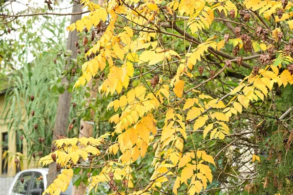 stock image autumn trees background. the texture of the branches of trees in the park