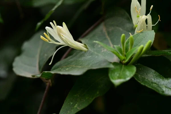 Beautiful Botanical Shot Natural Wallpaper — Stock Photo, Image